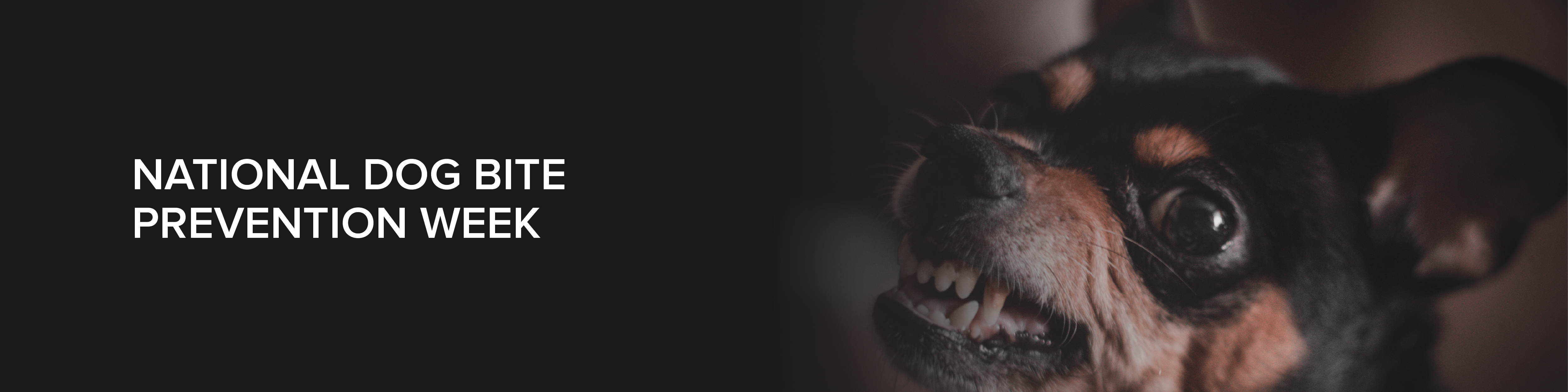National_Dog_Bite_Prevention_Week